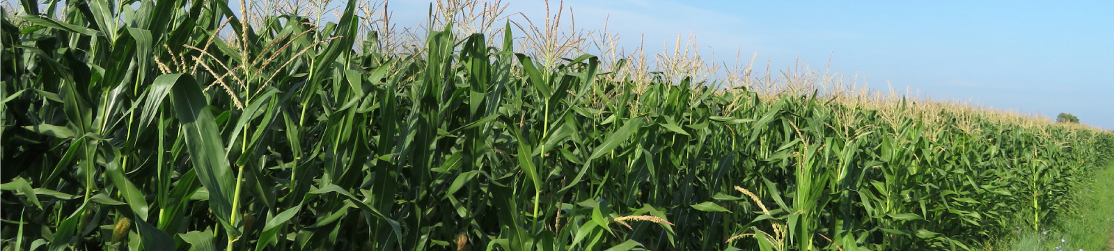 Michigan corn field